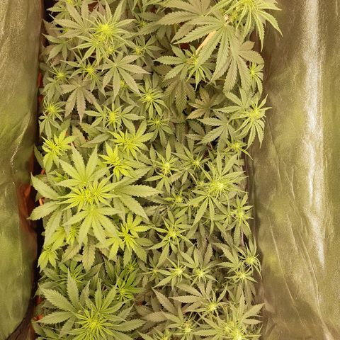 6 Sensi Amnesia Automatik growlog timeline photo