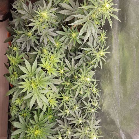 6 Sensi Amnesia Automatik growlog timeline photo