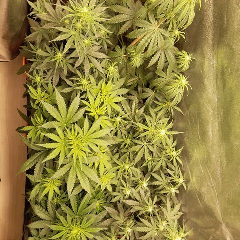 6 Sensi Amnesia Automatik growlog timeline photo