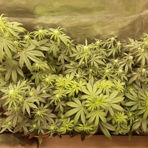6 Sensi Amnesia Automatik growlog timeline photo