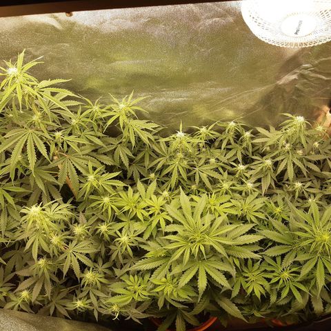 6 Sensi Amnesia Automatik growlog timeline photo