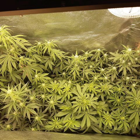 6 Sensi Amnesia Automatik growlog timeline photo