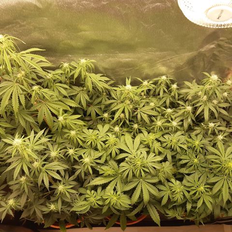 6 Sensi Amnesia Automatik growlog timeline photo