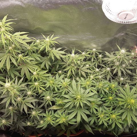 6 Sensi Amnesia Automatik growlog timeline photo