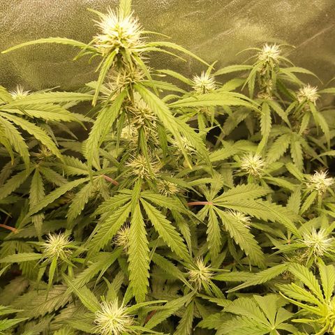 6 Sensi Amnesia Automatik growlog timeline photo