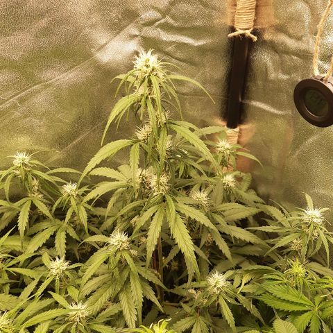 6 Sensi Amnesia Automatik growlog timeline photo