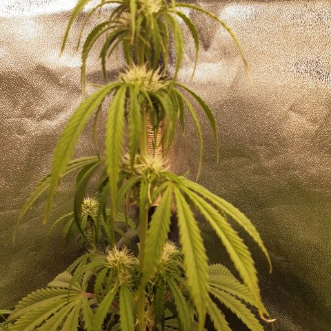 6 Sensi Amnesia Automatik growlog timeline photo