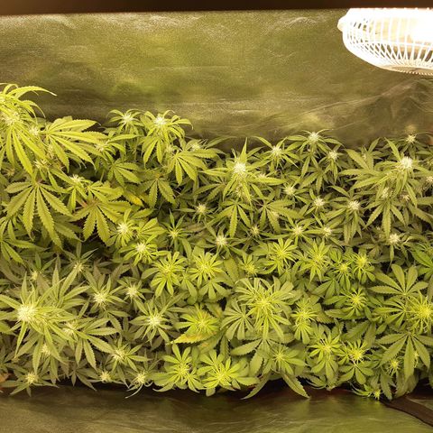 6 Sensi Amnesia Automatik growlog timeline photo