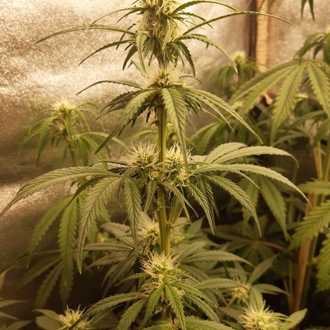 6 Sensi Amnesia Automatik growlog timeline photo
