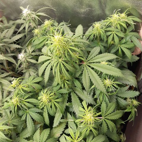 6 Sensi Amnesia Automatik growlog timeline photo