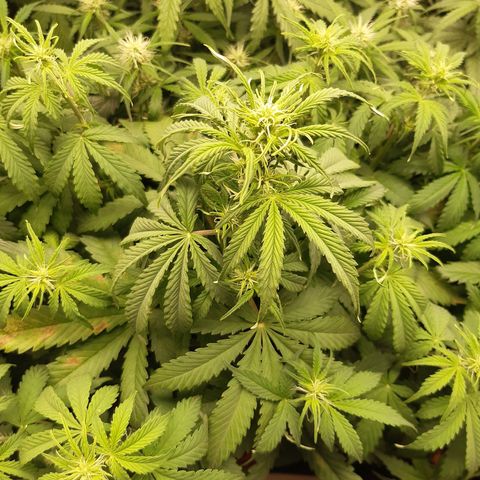 6 Sensi Amnesia Automatik growlog timeline photo