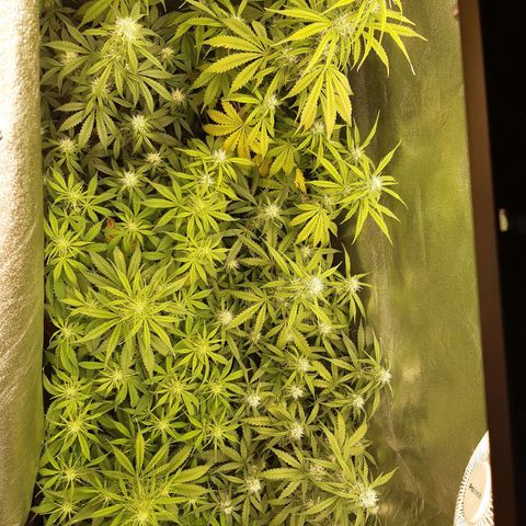 6 Sensi Amnesia Automatik growlog timeline photo