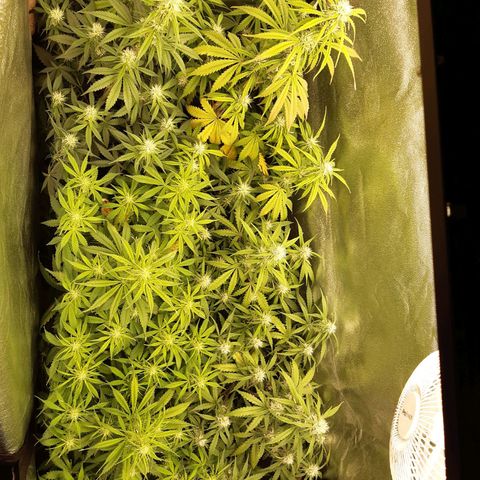 6 Sensi Amnesia Automatik growlog timeline photo
