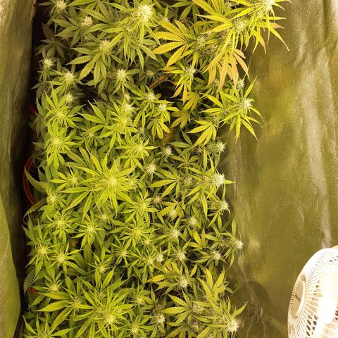 6 Sensi Amnesia Automatik growlog timeline photo