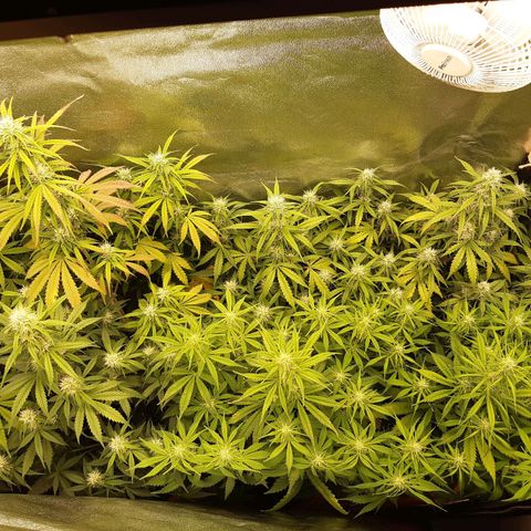 6 Sensi Amnesia Automatik growlog timeline photo