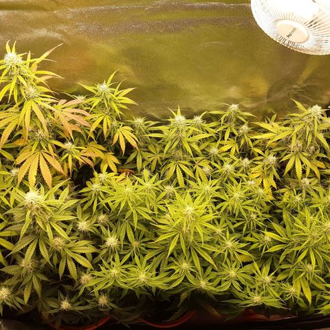6 Sensi Amnesia Automatik growlog timeline photo