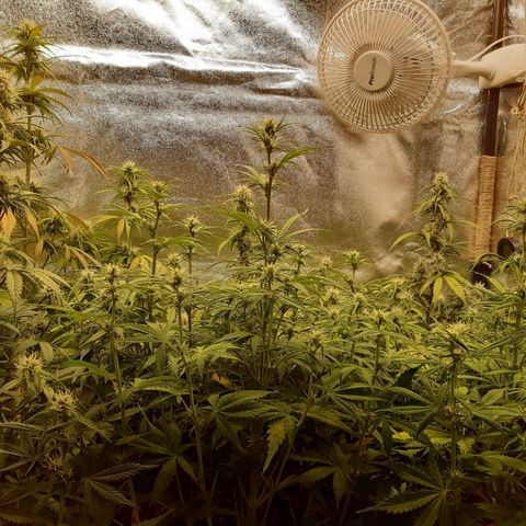 6 Sensi Amnesia Automatik growlog timeline photo