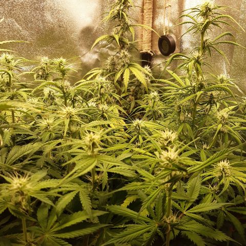 6 Sensi Amnesia Automatik growlog timeline photo