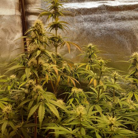 6 Sensi Amnesia Automatik growlog timeline photo