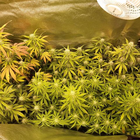 6 Sensi Amnesia Automatik growlog timeline photo