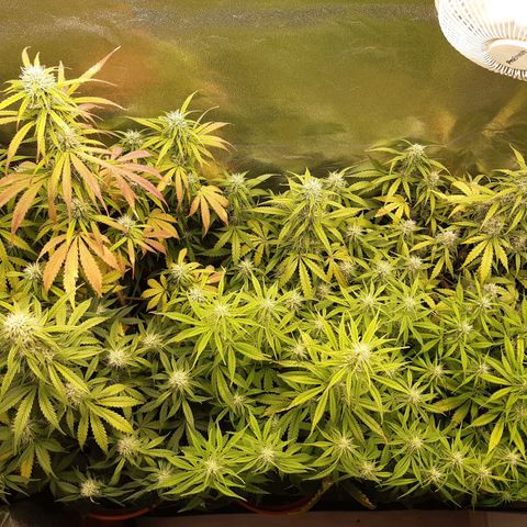 6 Sensi Amnesia Automatik growlog timeline photo