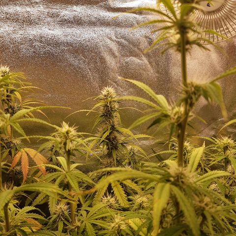 6 Sensi Amnesia Automatik growlog timeline photo