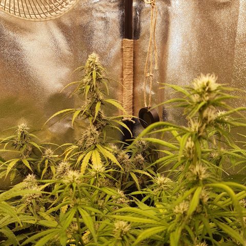6 Sensi Amnesia Automatik growlog timeline photo