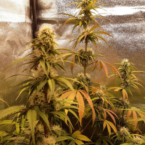 6 Sensi Amnesia Automatik growlog timeline photo
