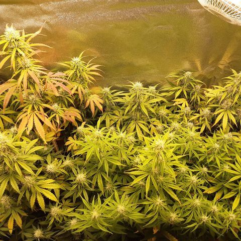 6 Sensi Amnesia Automatik growlog timeline photo