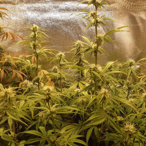 6 Sensi Amnesia Automatik growlog timeline photo
