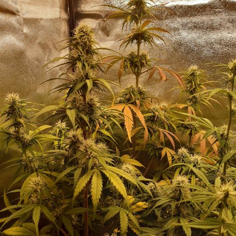 6 Sensi Amnesia Automatik growlog timeline photo