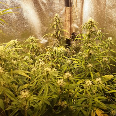 6 Sensi Amnesia Automatik growlog timeline photo