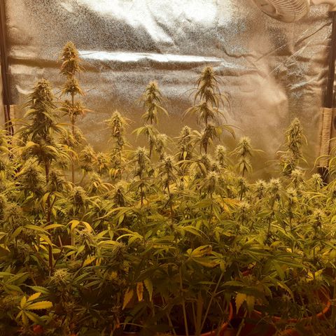 6 Sensi Amnesia Automatik growlog timeline photo