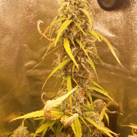 6 Sensi Amnesia Automatik growlog timeline photo