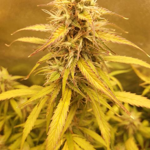 6 Sensi Amnesia Automatik growlog timeline photo