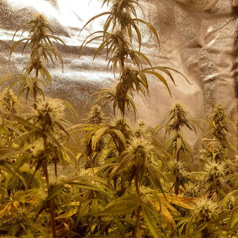 6 Sensi Amnesia Automatik growlog timeline photo