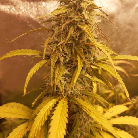 6 Sensi Amnesia Automatik growlog timeline photo