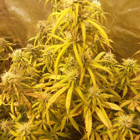 6 Sensi Amnesia Automatik growlog timeline photo