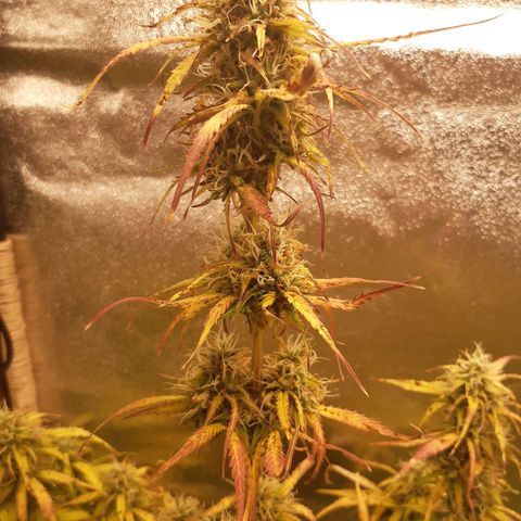 6 Sensi Amnesia Automatik growlog timeline photo