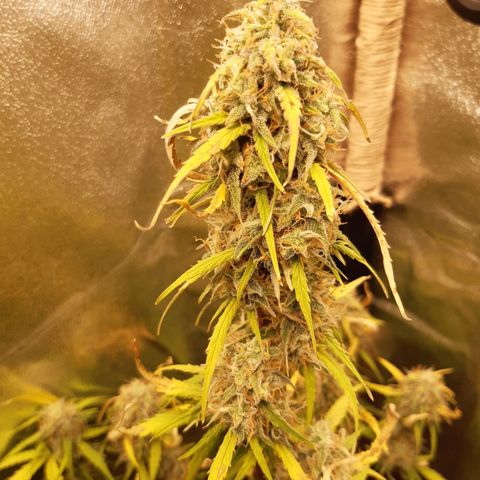 6 Sensi Amnesia Automatik growlog timeline photo