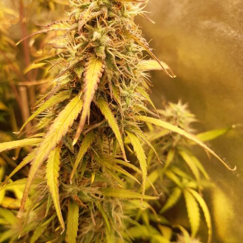 6 Sensi Amnesia Automatik growlog timeline photo