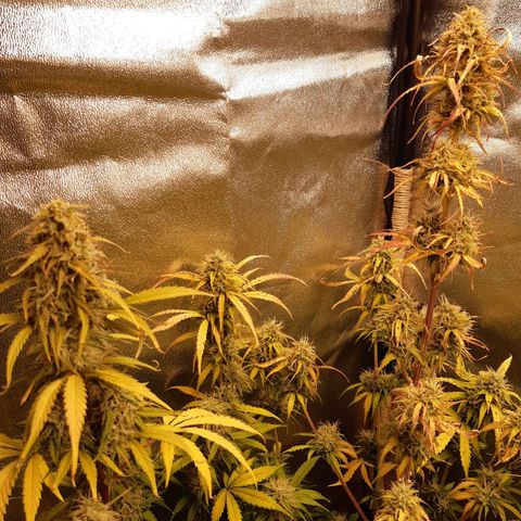 6 Sensi Amnesia Automatik growlog timeline photo