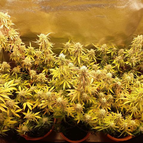 6 Sensi Amnesia Automatik growlog timeline photo
