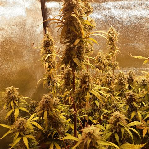 6 Sensi Amnesia Automatik growlog timeline photo