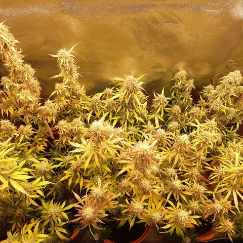6 Sensi Amnesia Automatik growlog timeline photo