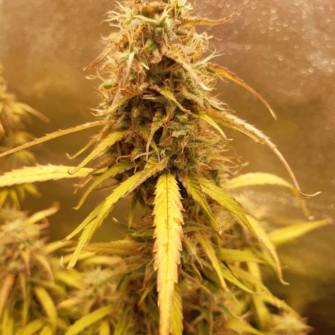 6 Sensi Amnesia Automatik growlog timeline photo