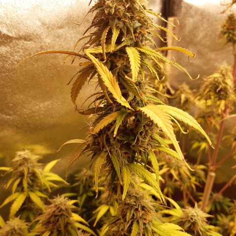 6 Sensi Amnesia Automatik growlog timeline photo
