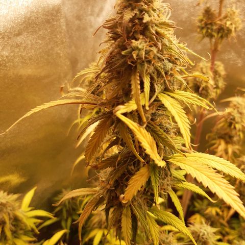 6 Sensi Amnesia Automatik growlog timeline photo