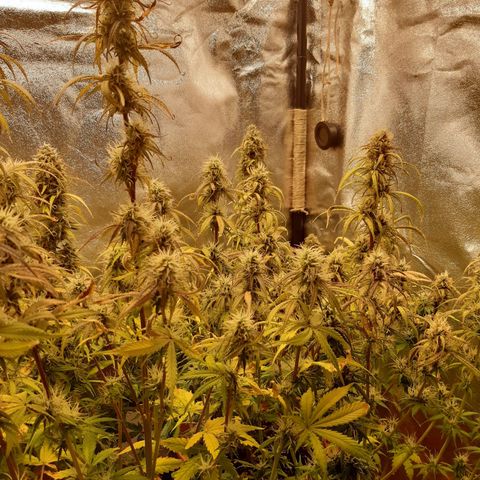 6 Sensi Amnesia Automatik growlog timeline photo