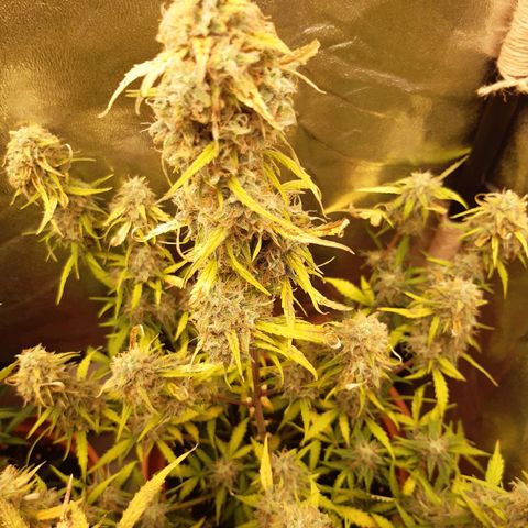 6 Sensi Amnesia Automatik growlog timeline photo